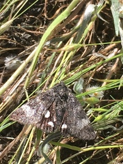 Litocala sexsignata