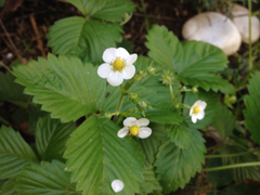 Fragaria vesca