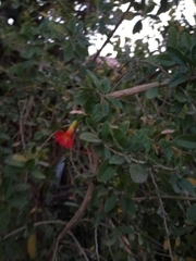 Brian Cespedes, CC0, iNaturalist via GBIF Cantua bicolor, photograph Brian Cespedes, CC0, iNaturalist via GBIF