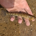 Common Logperch - Photo (c) qfc79, some rights reserved (CC BY), uploaded by qfc79