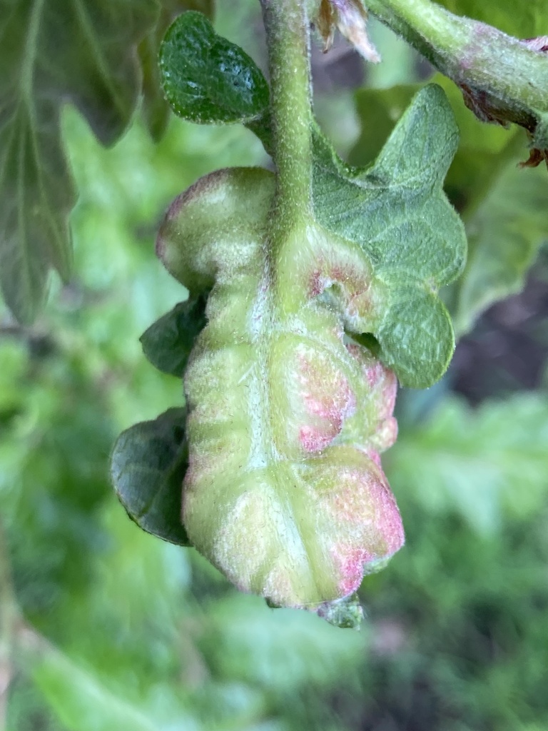 Neuroterus washingtonensis