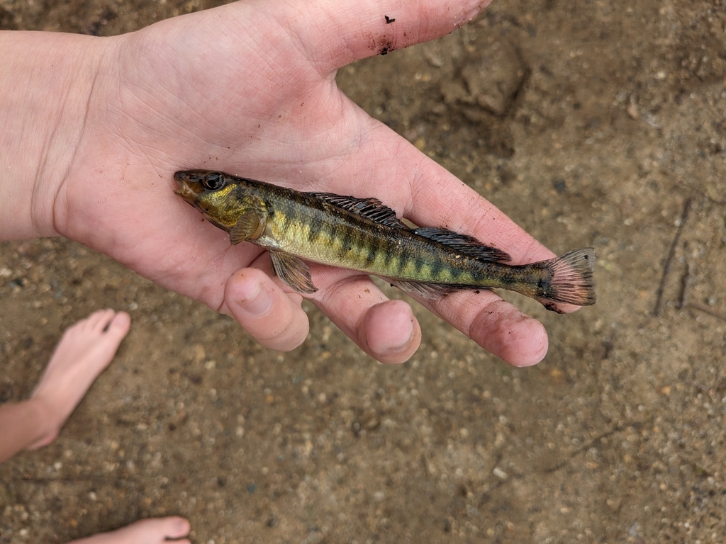 Common Logperch from HCFR+HG Huron Fishing Spot, Commerce Charter Twp ...