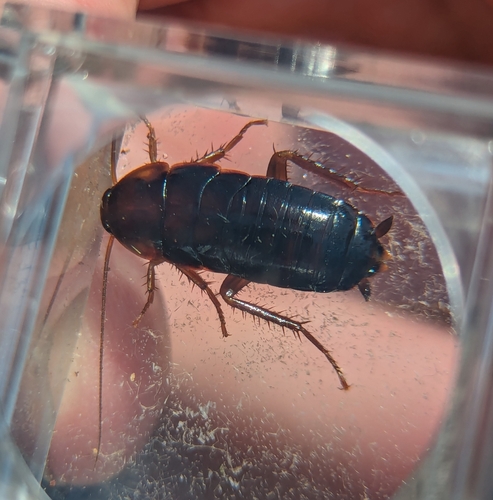 Japanese Cockroach photo 5