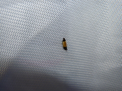 Anacampsis coverdalella