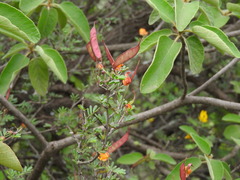 Chamaecrista greggii