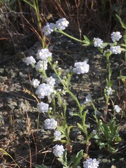 Cryptantha abramsii