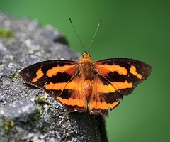 Symbrenthia hypselis