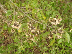 Neopringlea integrifolia