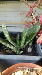 Gasteria