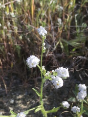 Cryptantha abramsii