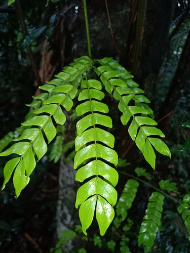 Jupunba trapezifolia