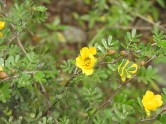 Chamaecrista greggii