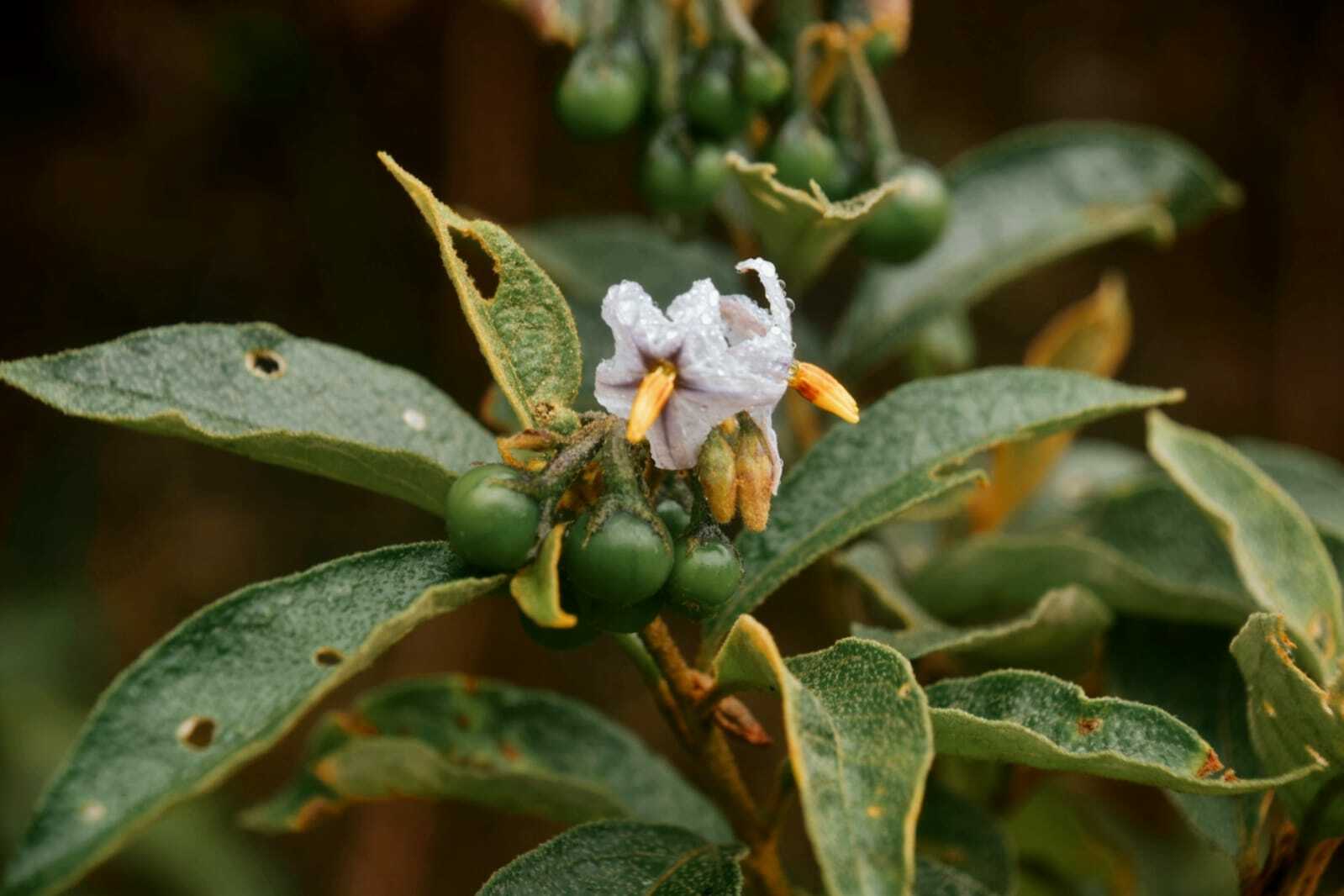 Imagem de Solanum subumbellatum