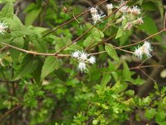 Chromolaena bigelovii