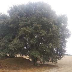 Quercus