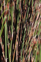 Restio impolitus