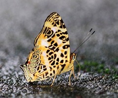 Symbrenthia hypselis