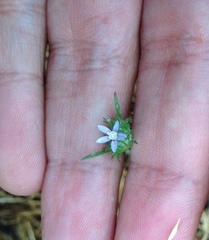 Eriastrum filifolium