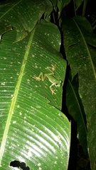 Callimedusa tomopterna