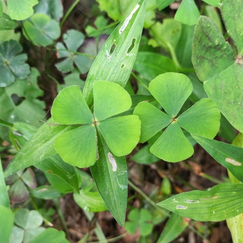 Image of Marsilea quadrifolia by (c) Patrícia Mees, some rights reserved (CC BY)