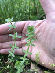 Cruciata pedemontana