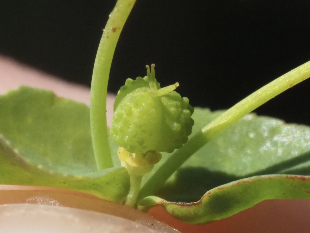 Reticulate-seeded Spurge