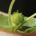 Euphorbia spathulata - Photo (c) nathantay,  זכויות יוצרים חלקיות (CC BY-NC)