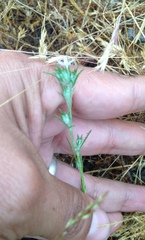 Eriastrum filifolium