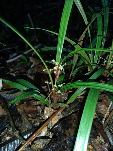 Calyptrocarya bicolor (Calyptrocarya bicolor)