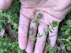 Cruciata pedemontana