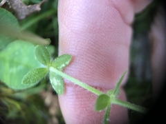Cruciata pedemontana