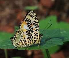 Symbrenthia hypselis