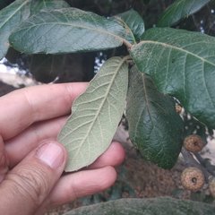 Quercus