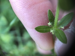 Cruciata pedemontana