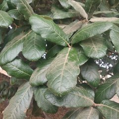 Quercus