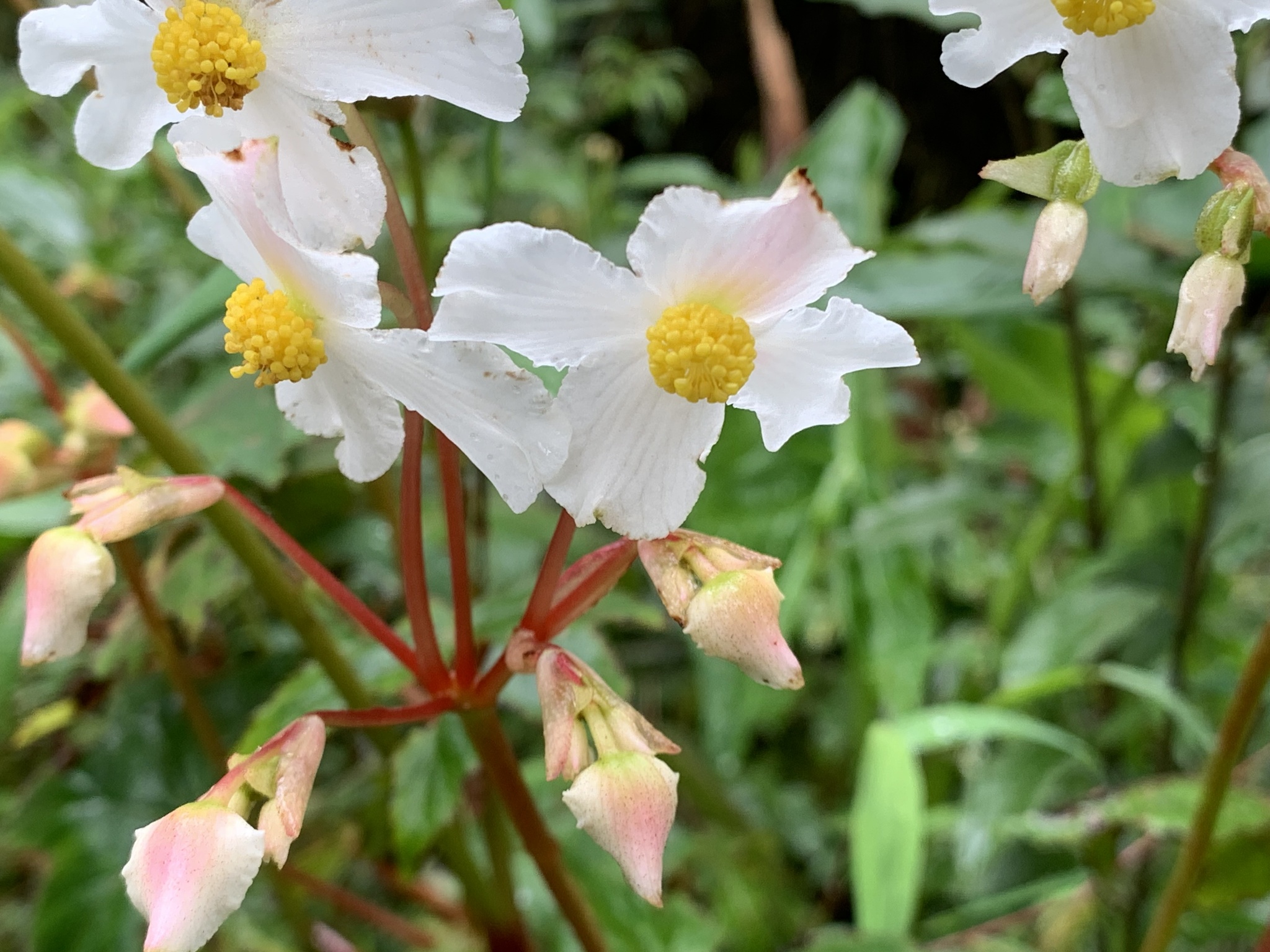 Begonia image