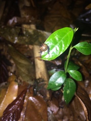 Ovachlamys fulgens