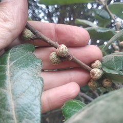 Quercus