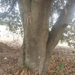 Quercus
