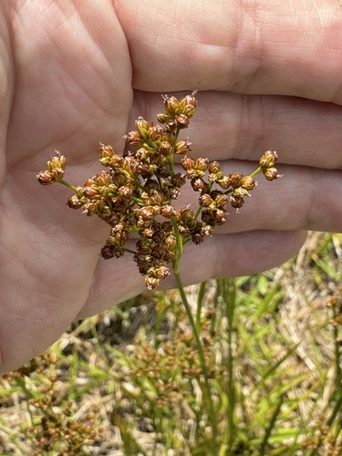 Bog rush (Juncus biflorus)