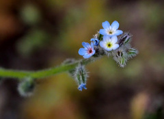 Myosotis refracta