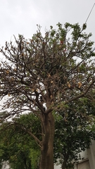Erythrina americana