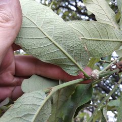 Quercus