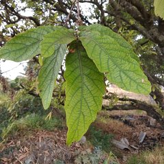 Quercus