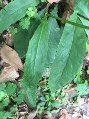 Ixeridium laevigatum