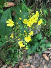 Ixeridium laevigatum