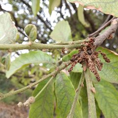 Quercus