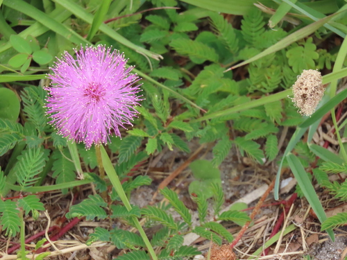 Mimosa strigillosa