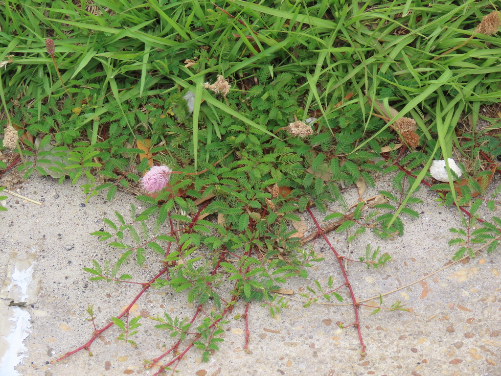 Mimosa strigillosa, Spring Park, Jacksonville, FL 32207, USA
