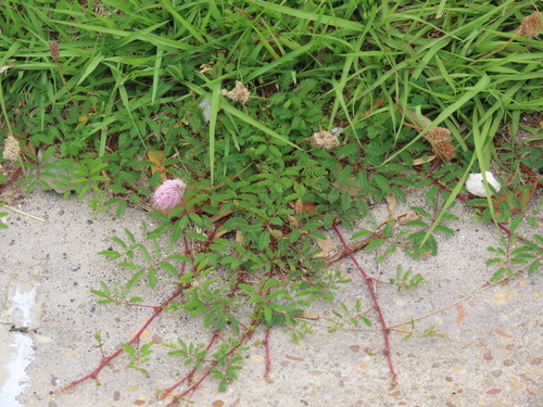 Mimosa strigillosa